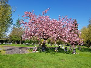 cemetery flowering tree